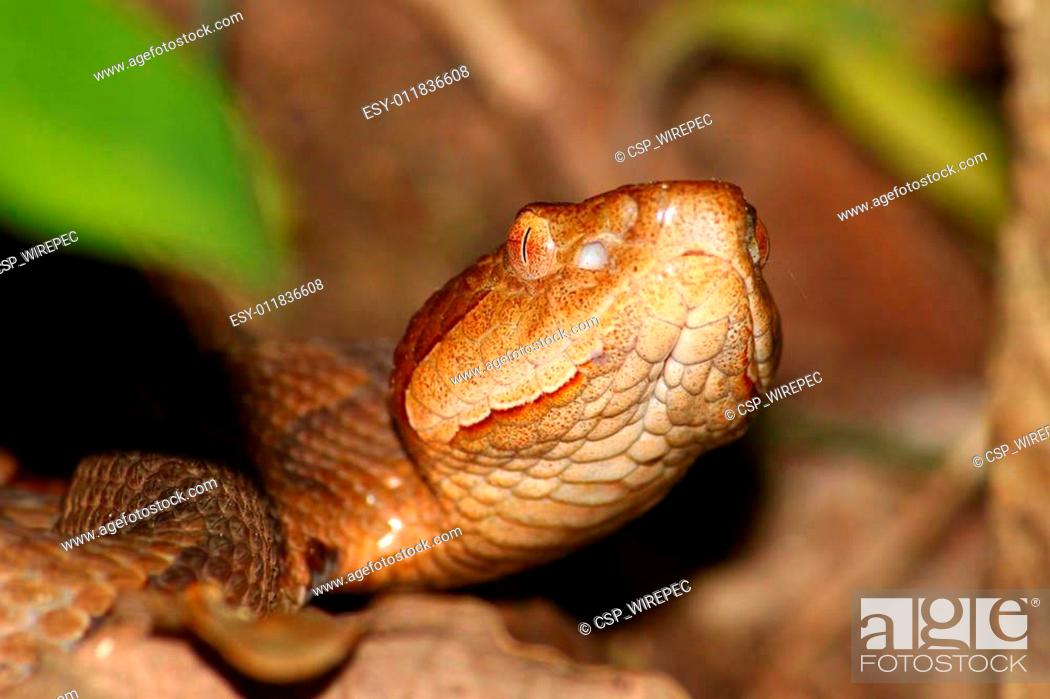 Copperhead Snake (Agkistrodon contortrix), Stock Photo, Picture And Low  Budget Royalty Free Image. Pic. ESY-011836608 | agefotostock