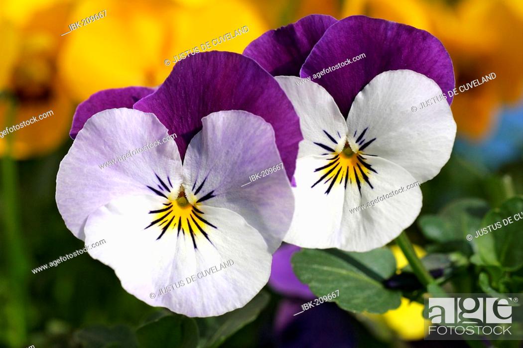 Stock Photo: Flowering horned violets - hybrids (Viola cornuta).