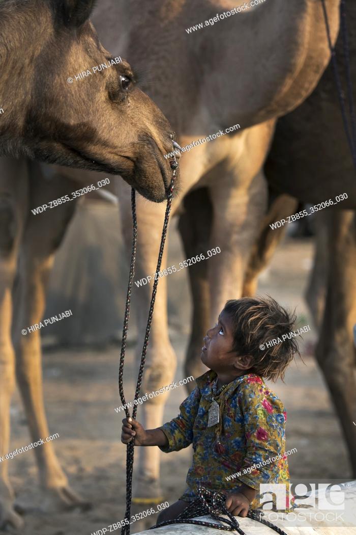 Camel and young boy at Pushkar animal Fair, Ajmer, Rajasthan, India, asia,  Stock Photo, Picture And Rights Managed Image. Pic. WDP-ZB855_352066_030 |  agefotostock
