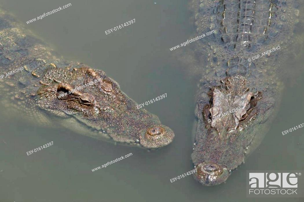 Stock Photo: Two asia crocodil.