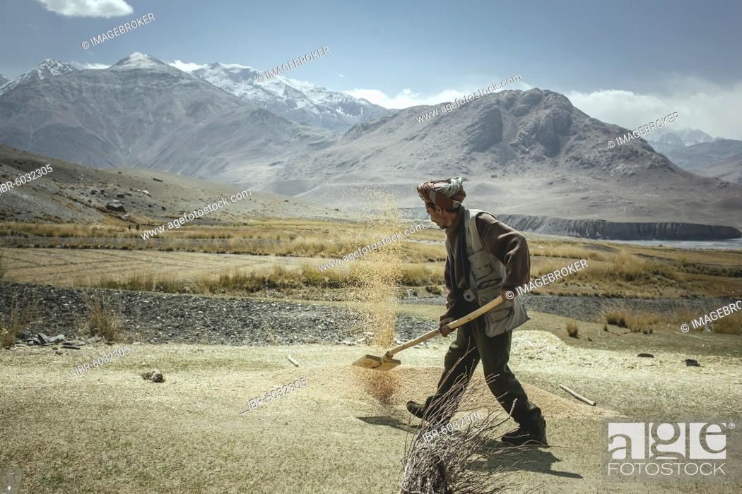 Stock Photo: Man throws threshed grains of grain into the air with a shovel, he separates the chaff from the wheat, sedentary Wakhi, behind him the mountains of the Hindu.