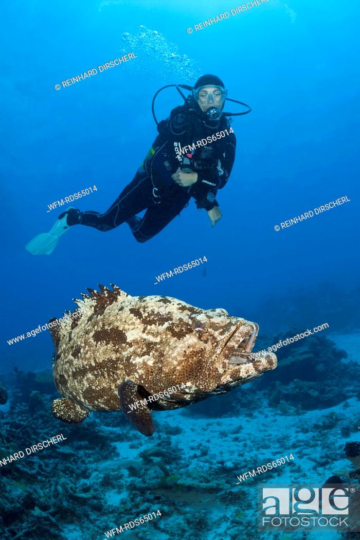 Stock Photo: Scuba Diver and Flowery Grouper, Epinephelus fuscoguttatus, Great Barrier Reef, Australia.