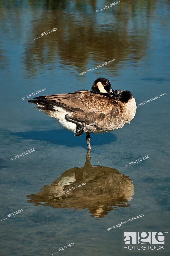 Stock Photo: Canadian goose standing on one leg.