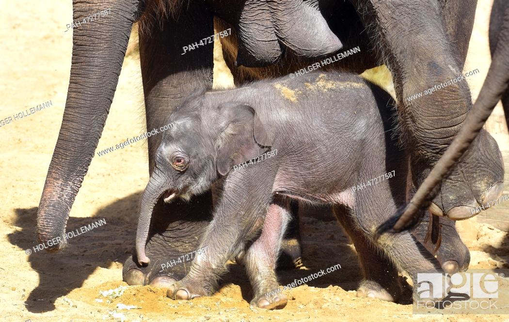 Stock Photo: A three day old elephant female takes one of her first trips out into the elephant enclosure with mother Califa at the Adventure Zoo in Hanover,  Germany.