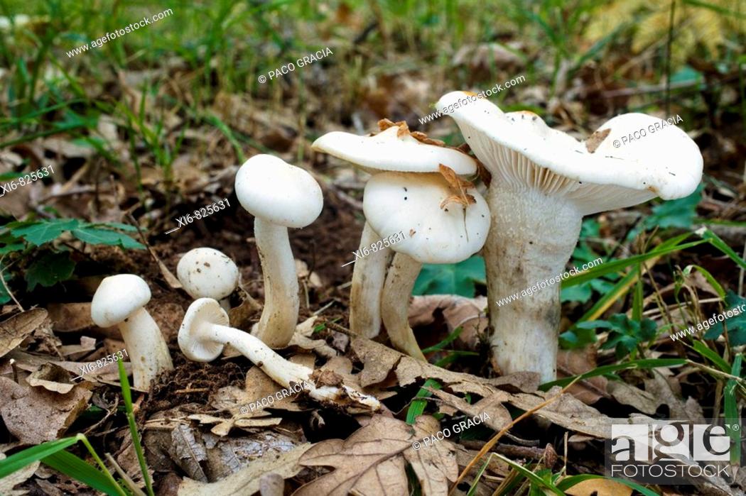 Imagen: Mushrooms (Hygrophorus cossus). Riaza, Segovia, Spain.