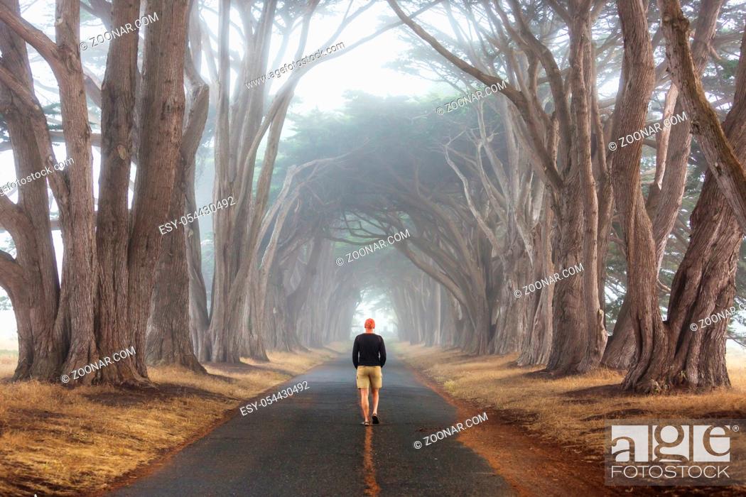Stock Photo: Green trees tunnel. Natural background.