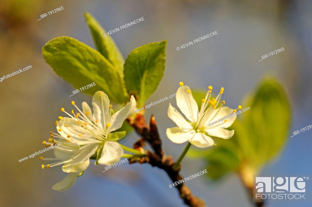 Stock Photo: Tree blooming in spring, plum (Prunus domestica).