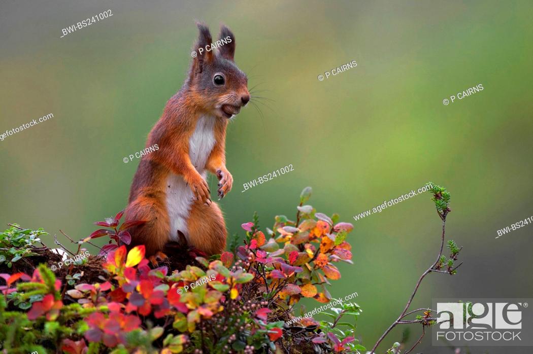 European red squirrel, Eurasian red squirrel Sciurus vulgaris, Stock Photo,  Picture And Rights Managed Image. Pic. BWI-BS241002 | agefotostock