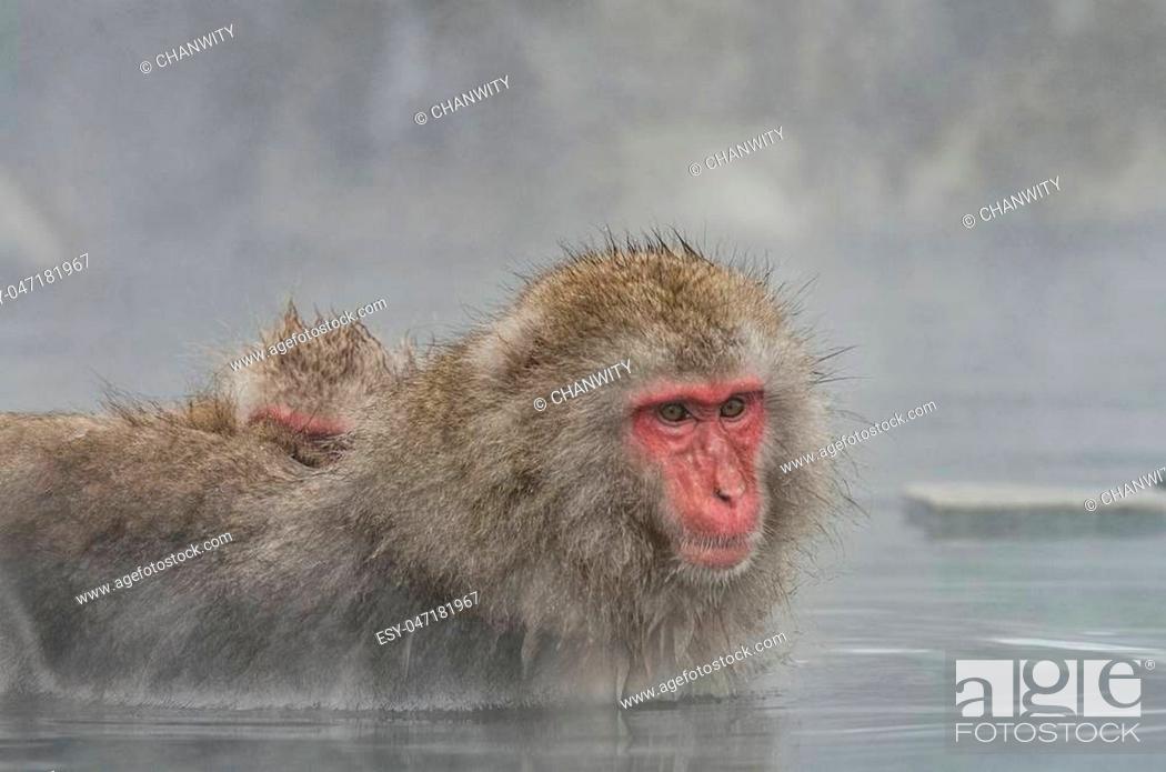 Stock Photo: Japanese Snow monkey Macaque in hot spring Onsen Jigokudan Park, Nakano, Japan.