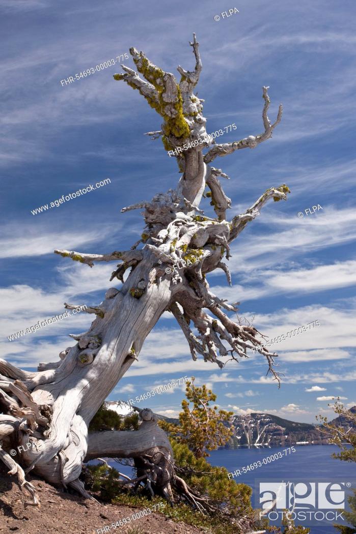 Stock Photo: Whitebark Pine Pinus albicaulis ancient habit, growing on crater rim at 7000ft 2200m, Crater Lake, Crater Lake N P , Cascade Mountains, Oregon, U S A , july.