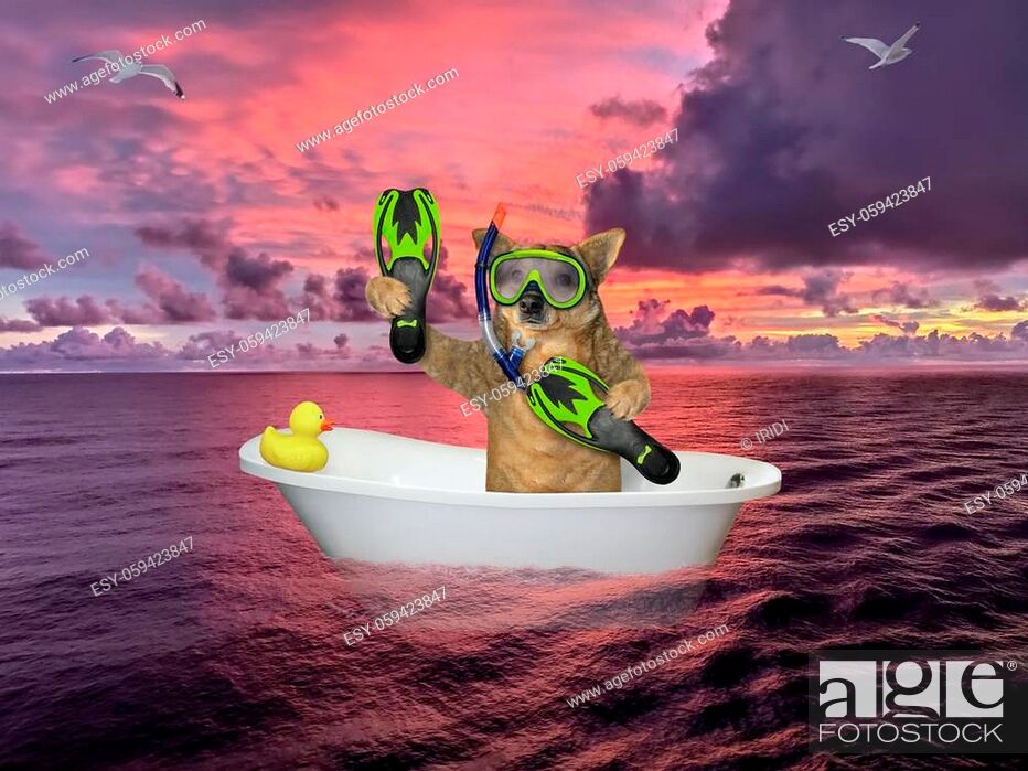 Stock Photo: The beige dog diver with a mask, a snorkel and flippers is drifting in a bathtub on the open sea against the background of a red sunset.
