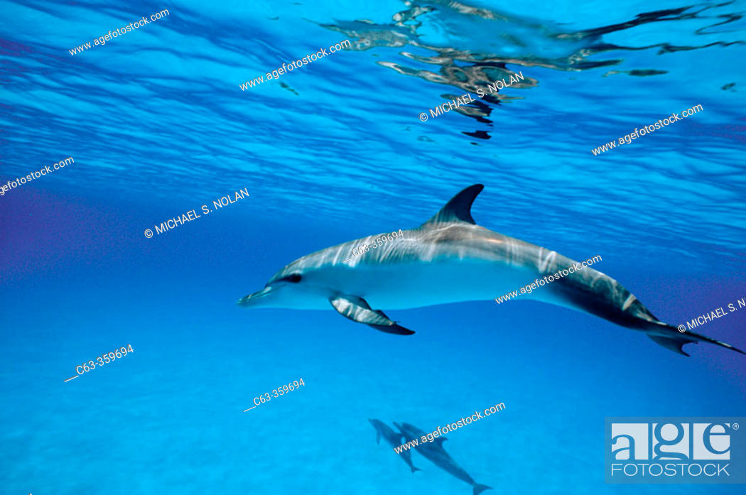 Stock Photo: Young male spotted dolphin underwater. Bahamas.