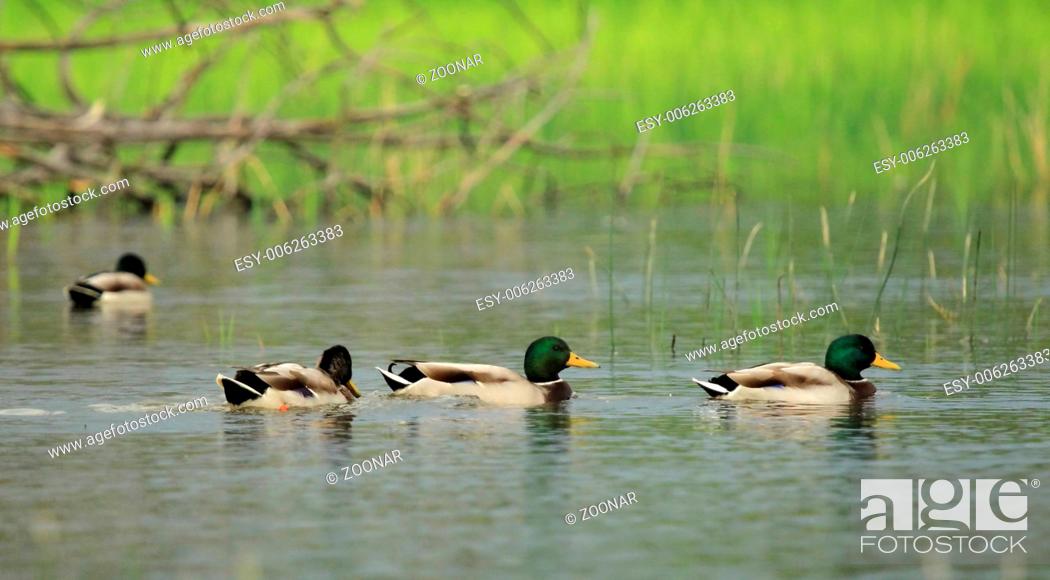 Imagen: Mallard ducks on a pond.