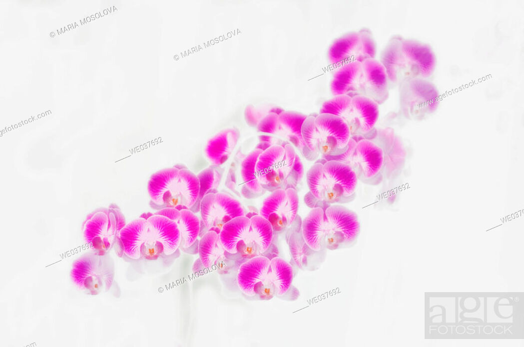 Stock Photo: Phalaenopsis orchid hybrid. Maryland, USA.