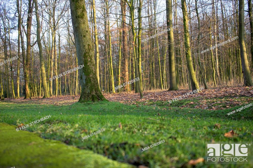 Stock Photo: Blurred forest ground with tree trunks in sharp background.