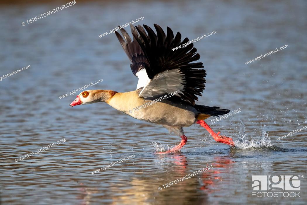 Stock Photo: Egyptian goose.