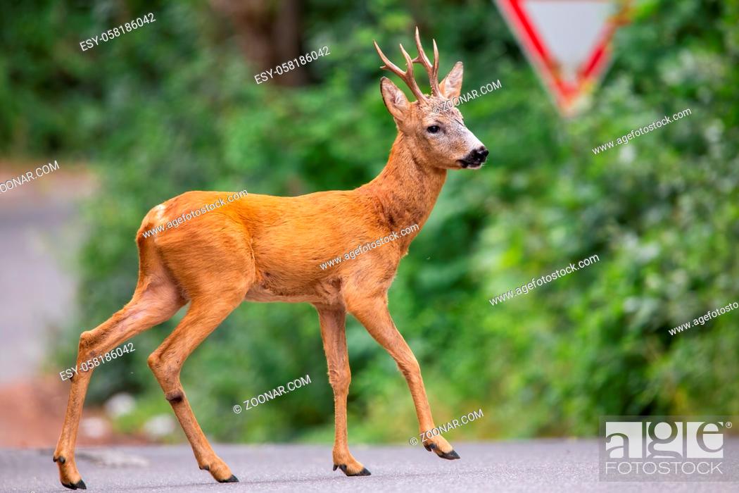 Stock Photo: Roe deer, capreolus capreolus, buck walking across road with street sign in background. Concept of conflict between vehicles and wild animals on highway.