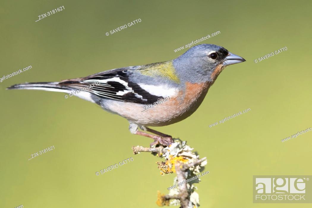 Photo de stock: Common Chaffinch (Fringilla coelebs africana), side view of an adult male standing on a branch in Morocco.