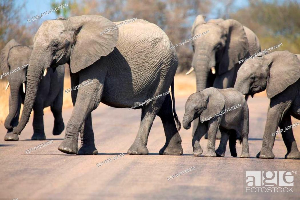 Stock Photo: Breeding herd of elephant with small calf cross tar road.