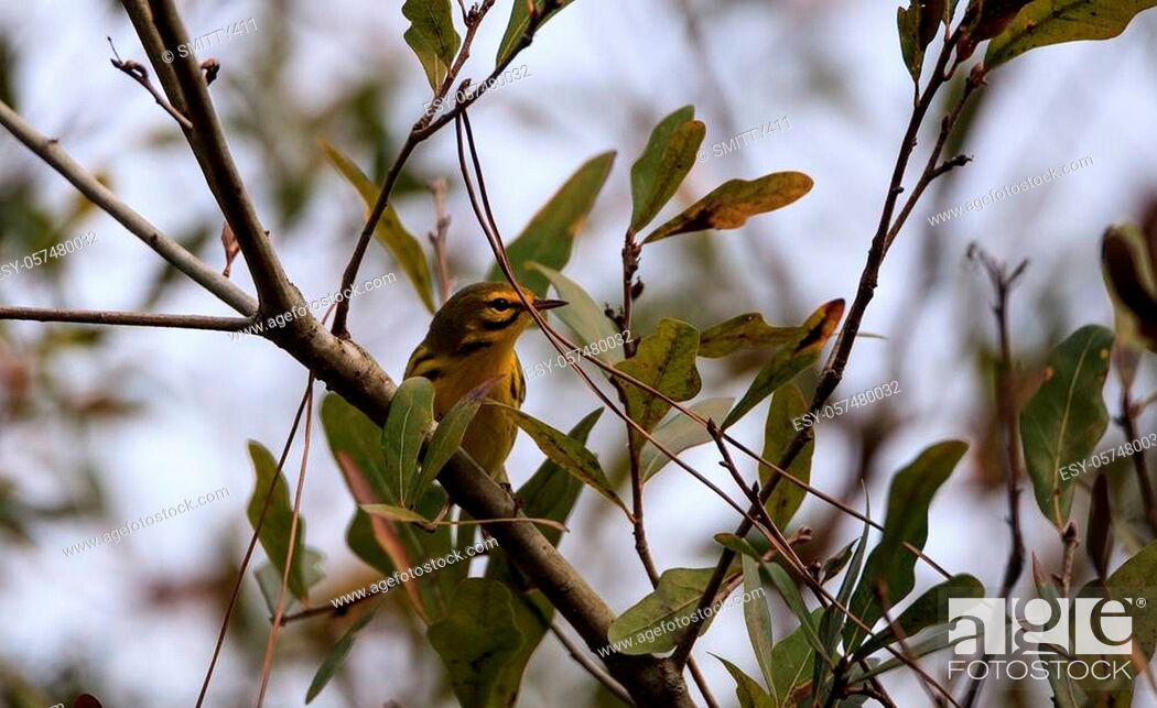 Stock Photo: Yellow Prairie warbler Setophaga discolor in a tree in the swamp of Corkscrew Sanctuary Swamp in Naples, Florida.