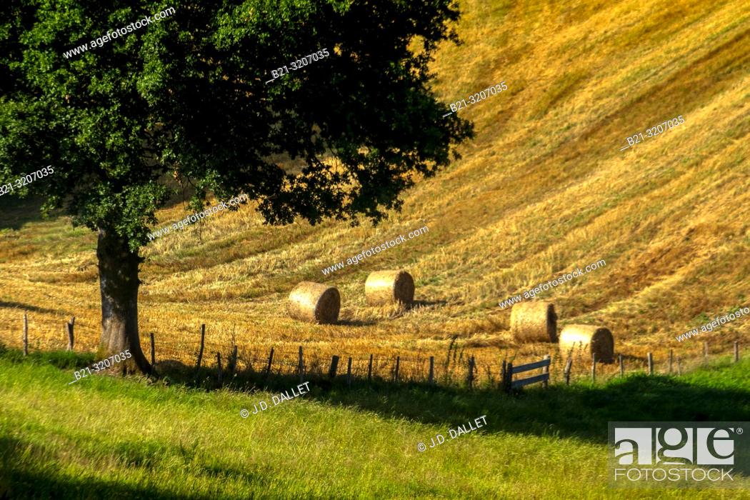 Stock Photo: France, Auvergne, Cantal, summer landscape near Boisset.
