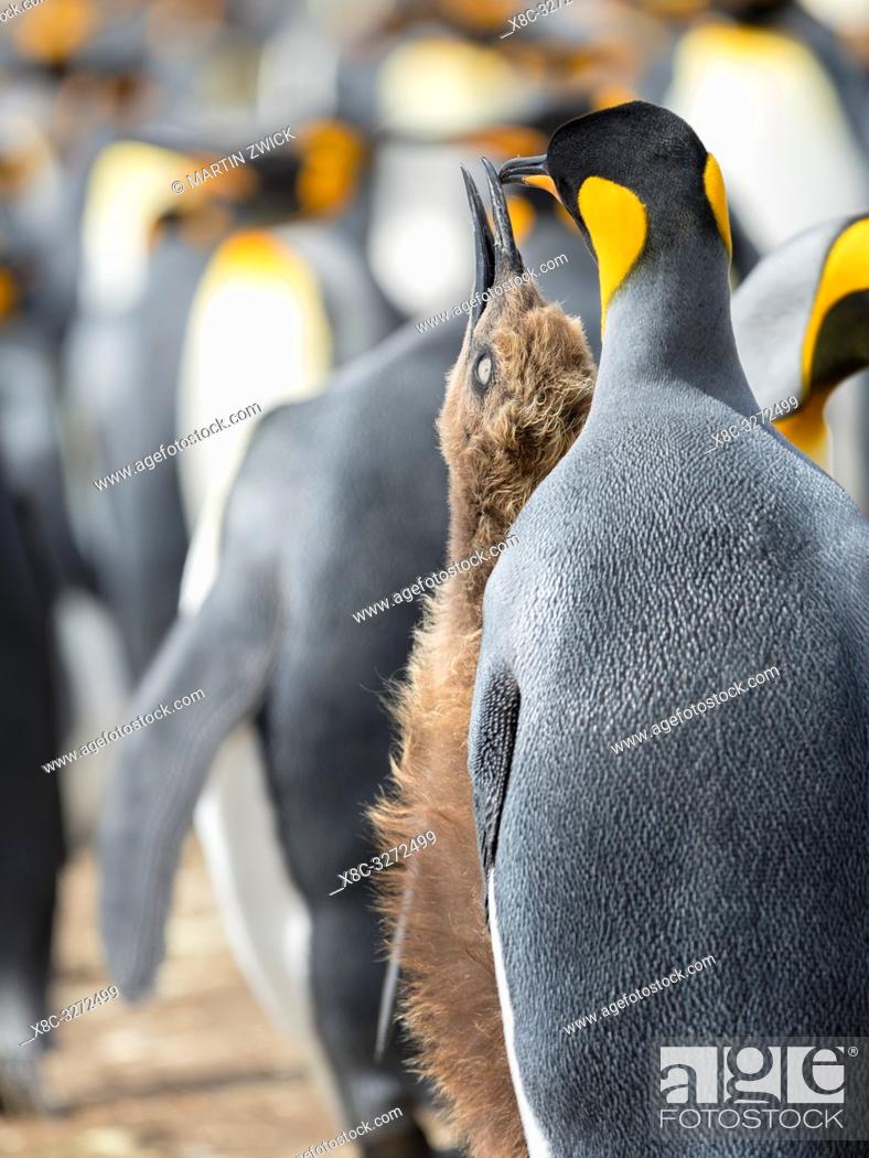 Stock Photo: Feeding a chick in brown plumage. King Penguin (Aptenodytes patagonicus) on the Falkland Islands in the South Atlantic. South America, Falkland Islands, January.