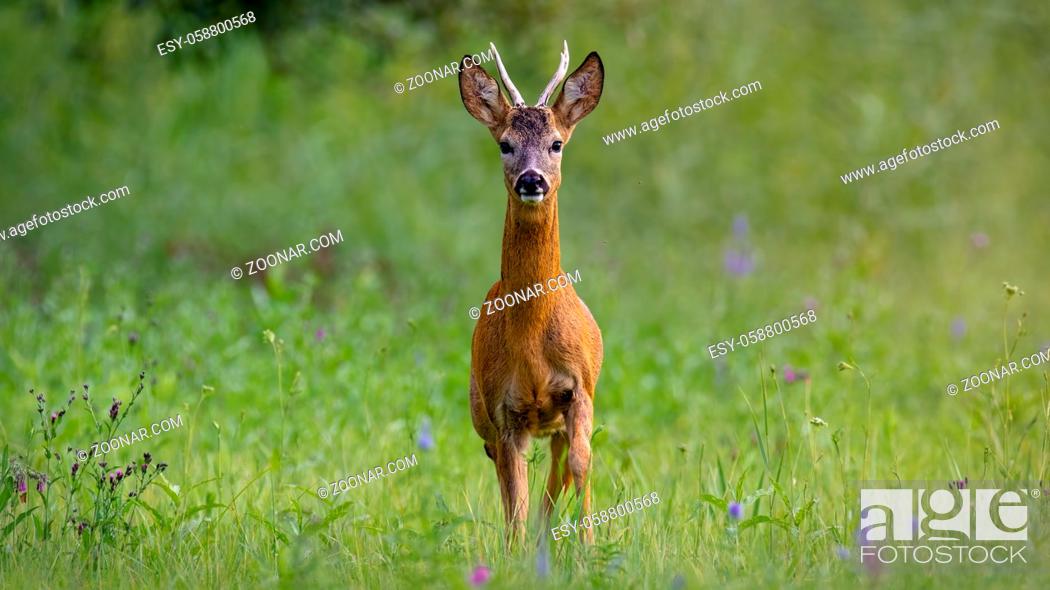 Stock Photo: Alert roe deer, capreolus capreolus, buck looking to the camera and walking forward on a meadow with green grass in summer nature.