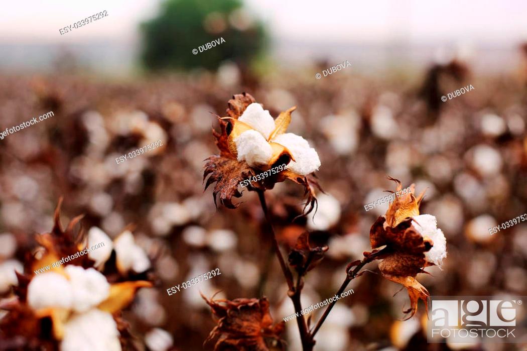 Stock Photo: Cotton fields white with ripe cotton ready for harvesting.