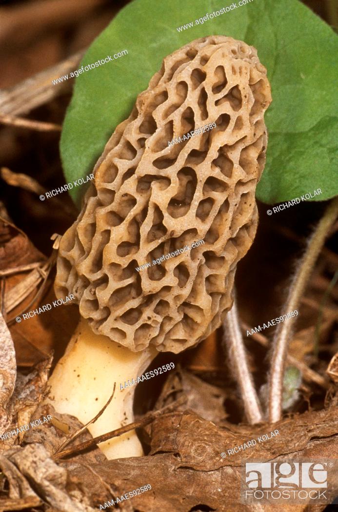 Stock Photo: Morel Mushroom (Morchella esculenta) Bowmans Hill, Pennsylvania.
