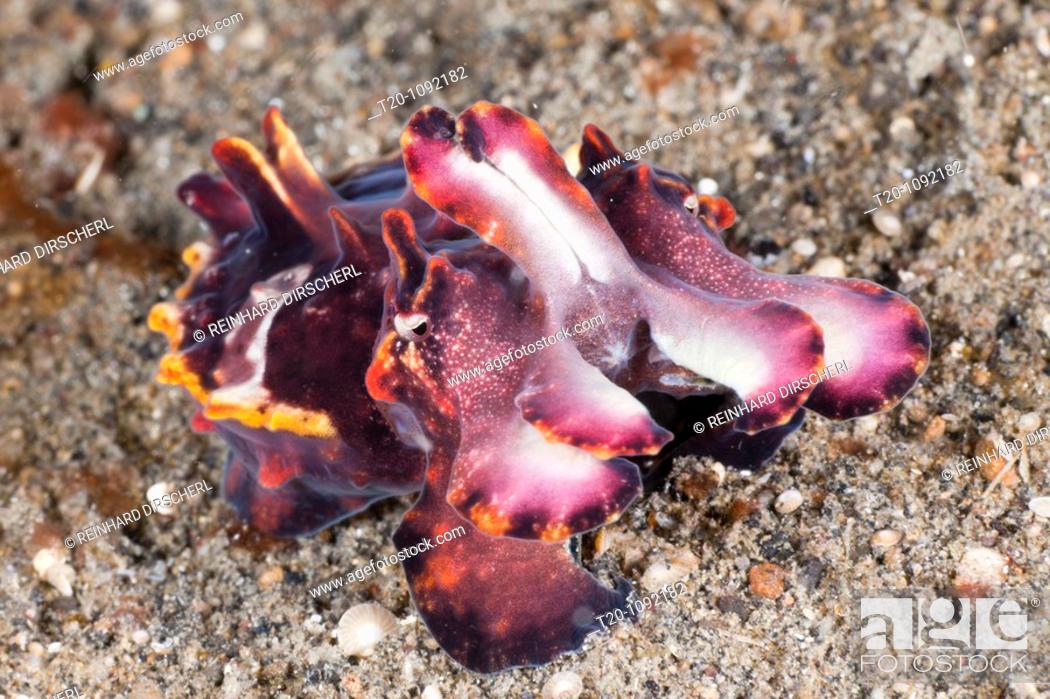 Stock Photo: Flamboyant Cuttlefish, Metasepia pfefferi, Lembeh Strait, North Sulawesi, Indonesia.
