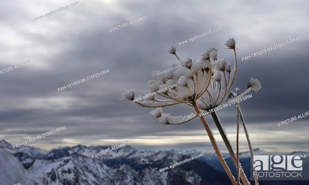 Stock Photo: 02 October 2018, Bavaria, Obersdorf: Snow-covered plants stand on the Nebelhorn at an altitude of 1927 metres. Photo: Karl-Josef Hildenbrand/dpa.