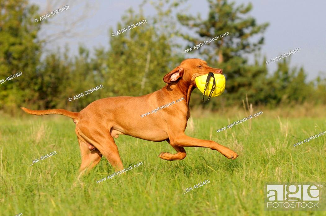 Stock Photo: Magyar Vizsla, short hair, male, running with ball in mouth through meadow, Austria.