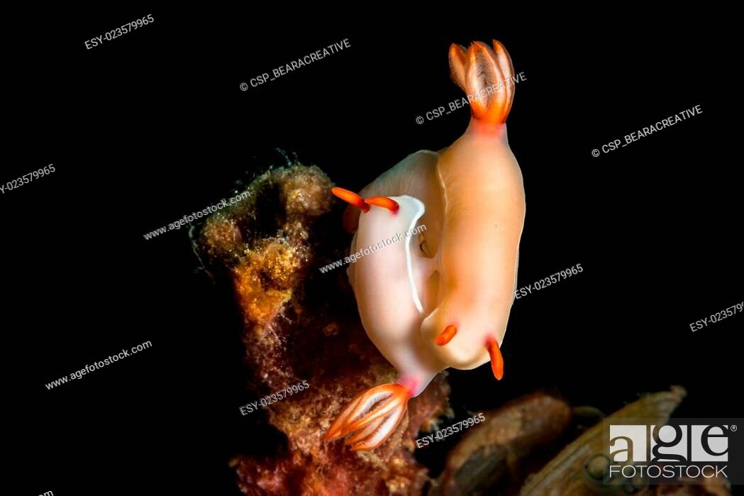 Stock Photo: (Hypselodoris bullocki). Two nudibranchs mating.