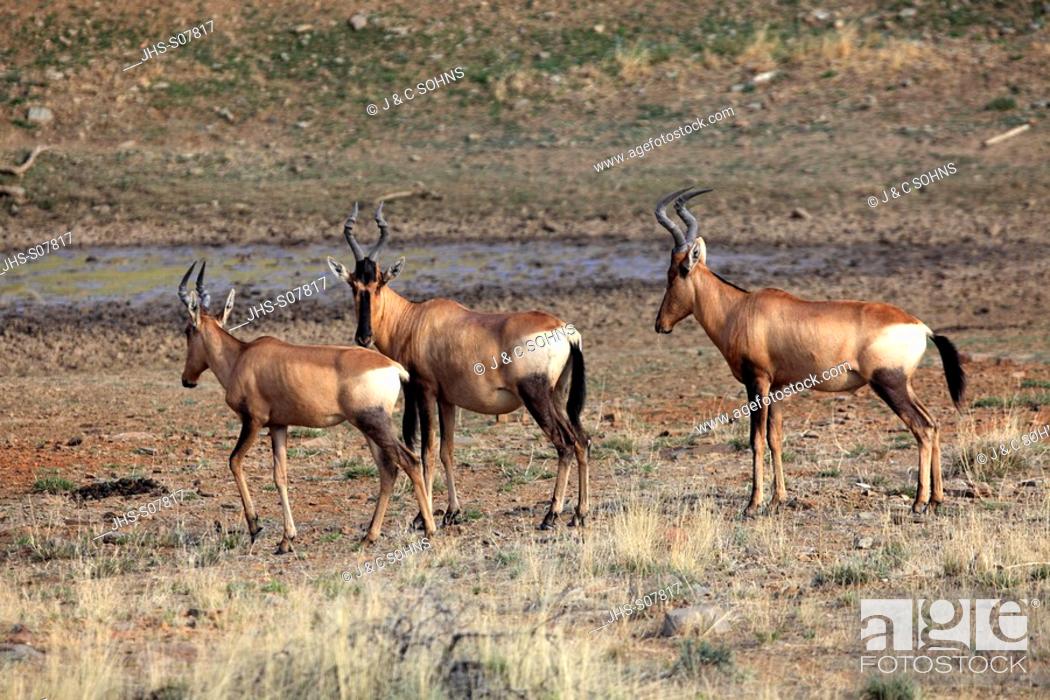 Stock Photo: Red Hartebeest, Alcelaphus buselaphus selbornei, Mountain Zebra Nationalpark, South Africa, Africa, group of adults group at waterhole.