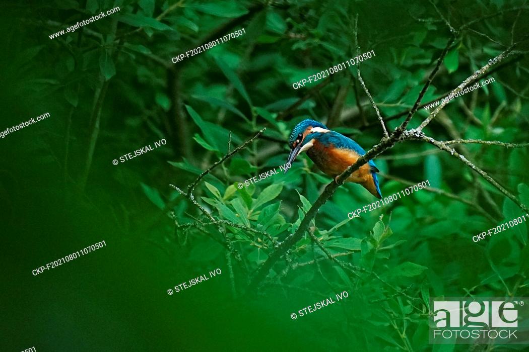 Stock Photo: Common kingfisher, (Alcedo atthis) near river Punkva, Czech Republic, July 31, 2021. (CTK Photo/Ivo Stejskal).