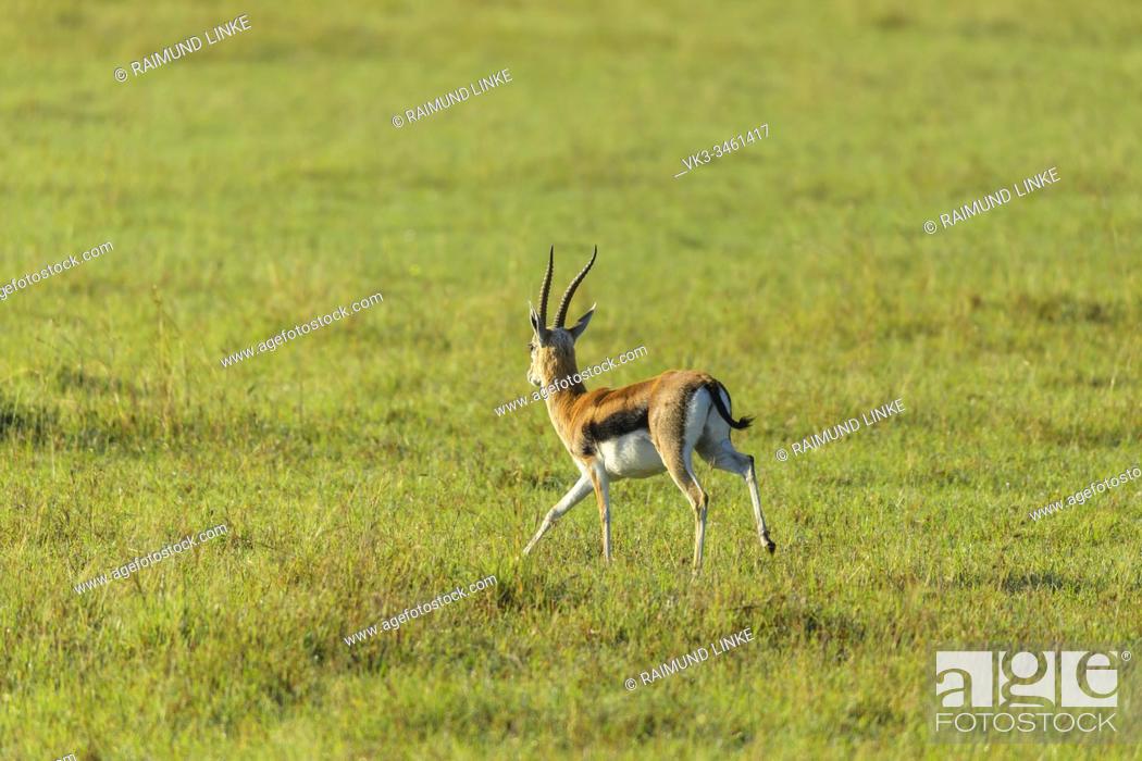 Thomsons Gazelle, Eudorcas thomsonii, male running, Masai Mara National  Reserve, Kenya, Africa, Stock Photo, Picture And Rights Managed Image. Pic.  VK3-3461417 | agefotostock