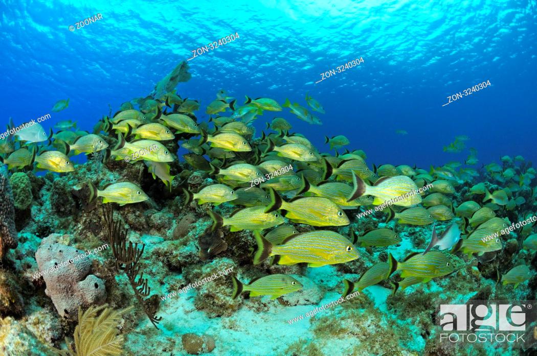 Stock Photo: Haemulon sciurus, Schwarm Blaustreifengrunzer, karibisches Korallenriff, Fischschwarm, school of Bluestriped grunts at caribbean coral reef, school of fisch.