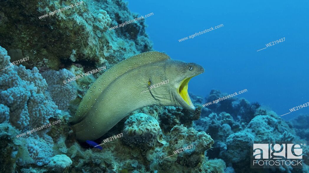 Photo de stock: Close-up portrait of Moray with open mouth peeks out of its hiding place. Yellow-mouthed Moray Eel (Gymnothorax nudivomer) Red Sea, Egypt.