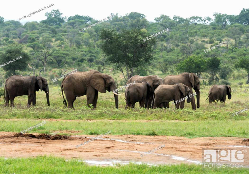 Stock Photo: group of elephants with young in south african wild nature.