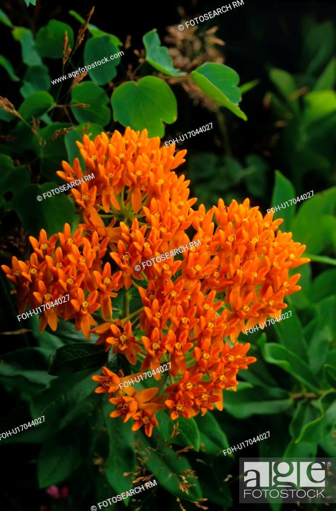 Photo de stock: design butterfly weed asclepias tuberosa root.
