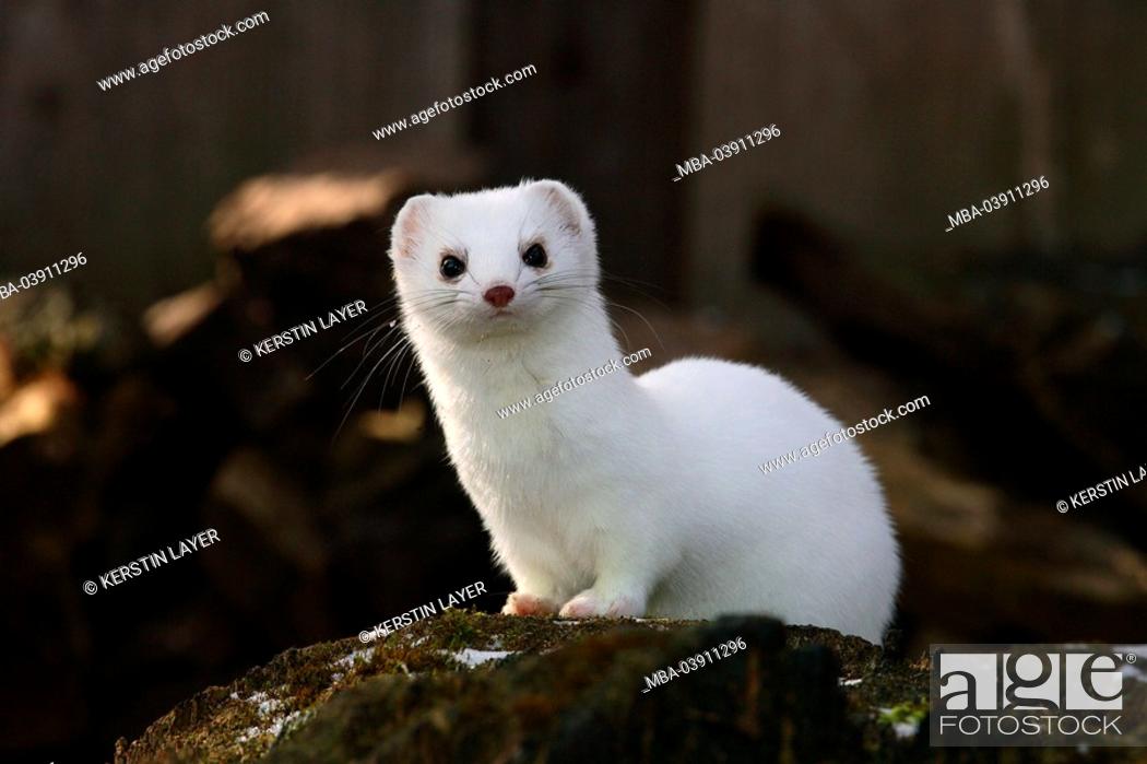 Ermine, Mustela erminea, vigilance, wildlife, animal, mammal, carnivore,  martens, weasels, Stock Photo, Picture And Rights Managed Image. Pic.  MBA-03911296 | agefotostock