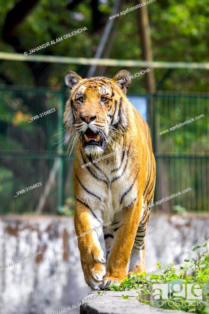 The Royal Bengal Tiger is the native animal of Bangladesh and it lives in  Sundarbans, Stock Photo, Picture And Rights Managed Image. Pic. VW8-3104823  | agefotostock