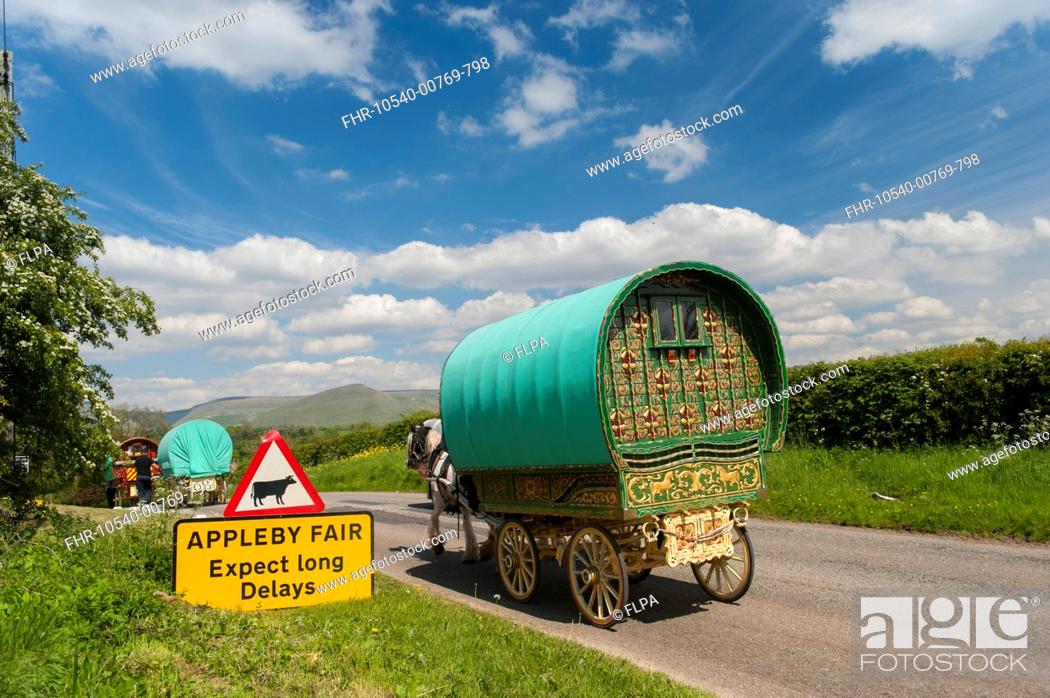 Stock Photo: Horse, Irish Cob (Gypsy Pony), adults, pulling traveller caravans, heading towards Appleby Horse Fair, with 'Expect Long Delays' sign at roadside, Cumbria.