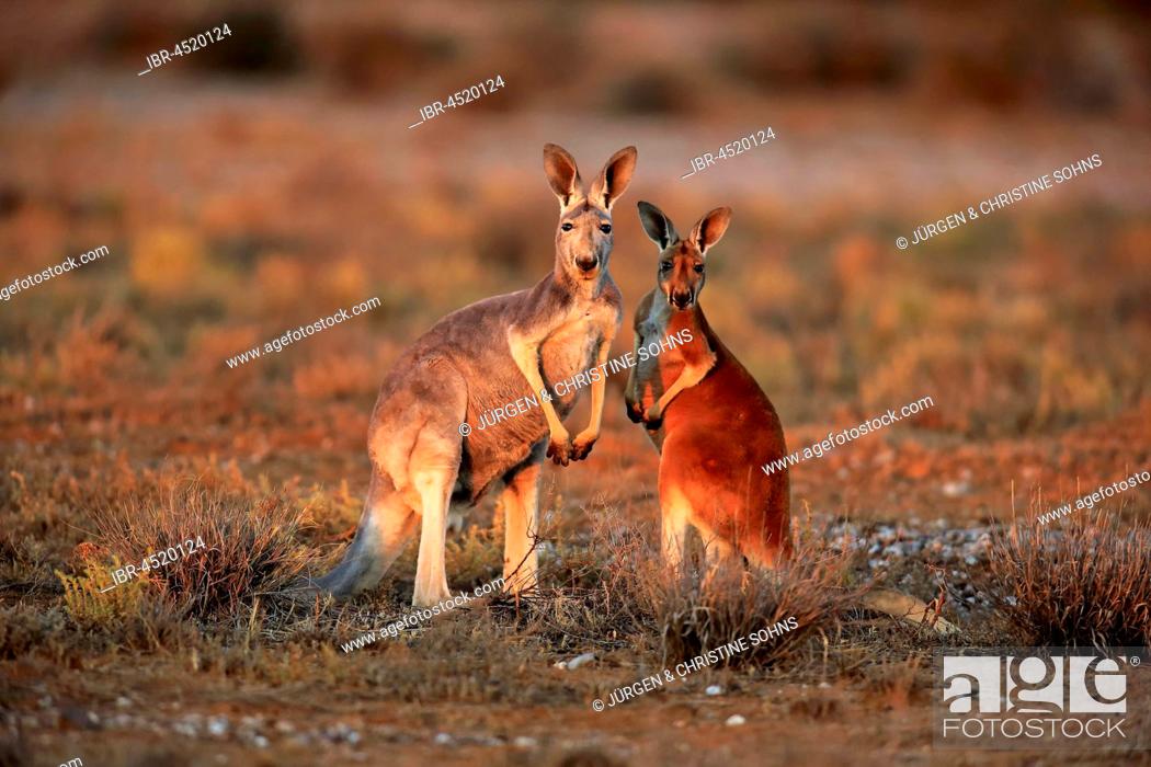 Red kangaroos (Macropus rufus), female with young animal, Sturt National  Park, New South Wales, Stock Photo, Picture And Rights Managed Image. Pic.  IBR-4520124 | agefotostock