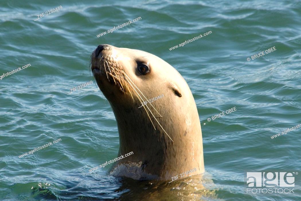 Stock Photo: Spring herring spawns attract sea lions to Fanny Bay on Vancouver Island, British Columbia, Canada.