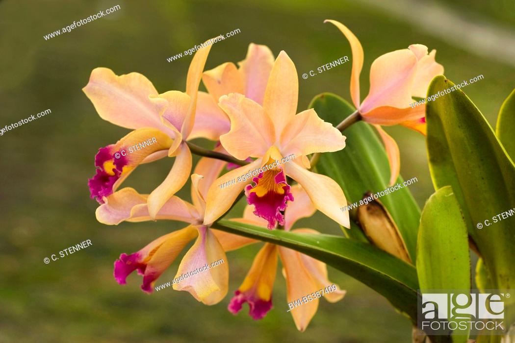 Stock Photo: Cattleya orchid (Cattleya spec.), flowers.