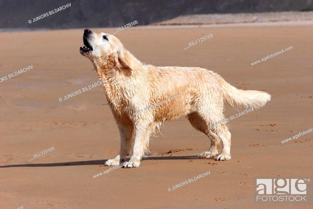 Golden Retriever Barking On The Beach Stock Photo Picture And Rights Managed Image Pic Ssj 125105 Agefotostock