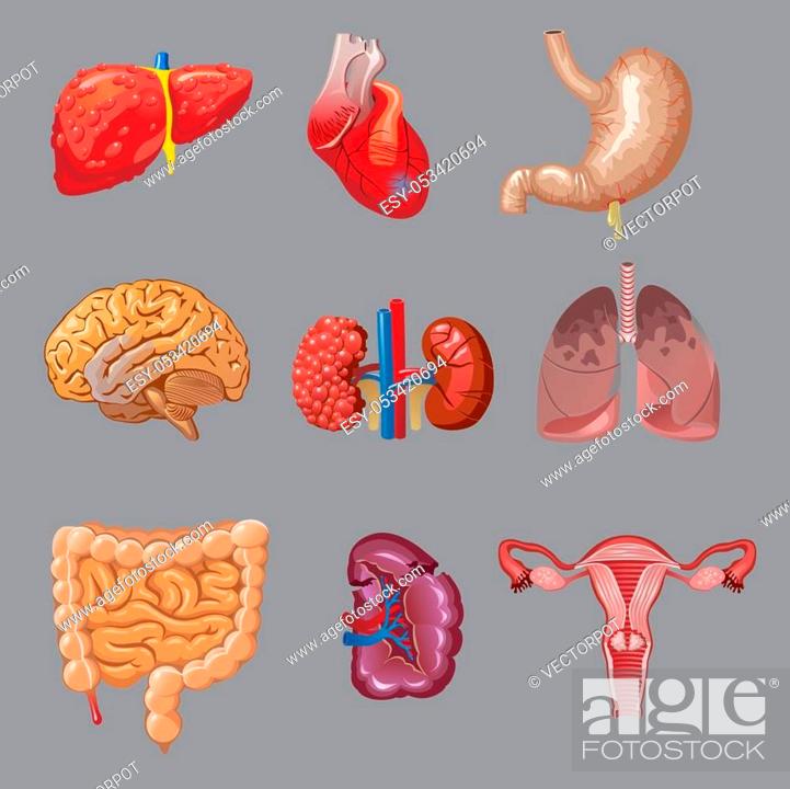 Cartoon internal human organs collection with sick body parts on gray  background isolated vector..., Stock Vector, Vector And Low Budget Royalty  Free Image. Pic. ESY-053420694 | agefotostock