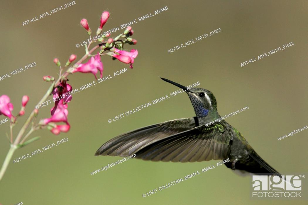 Stock Photo: Blue-throated Hummingbird, Lampornis clemenciae, Blue-throated Mountaingem.