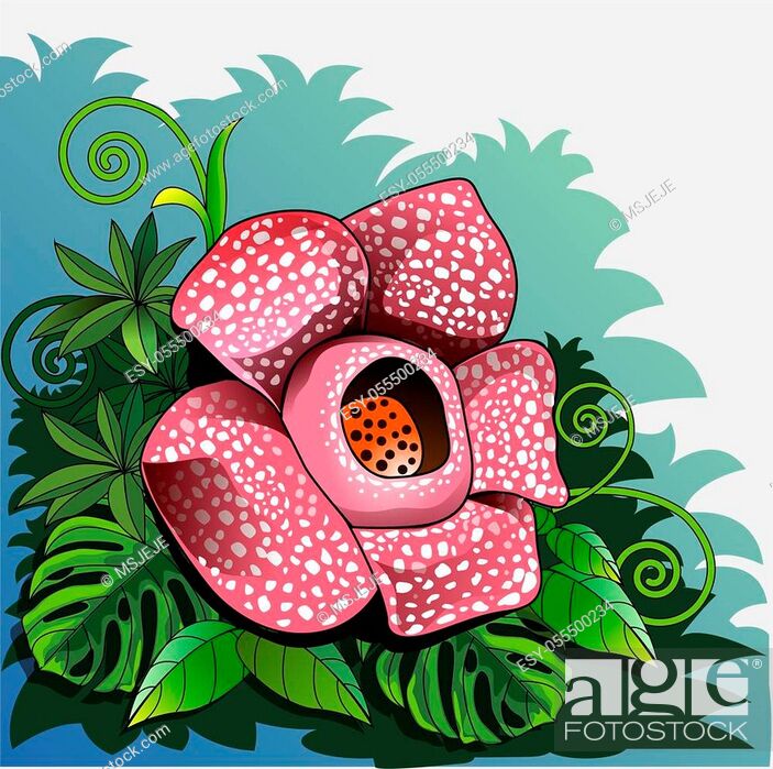 Vector illustration, Rafflesia arnoldii or giant padma, is one of  Indonesia's three national flowers, Stock Vector, Vector And Low Budget  Royalty Free Image. Pic. ESY-055500234 | agefotostock